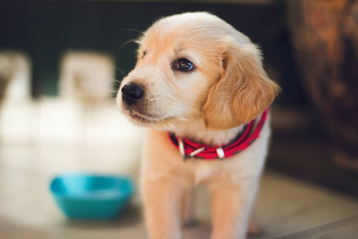 Le business étonnant des animaux influenceurs