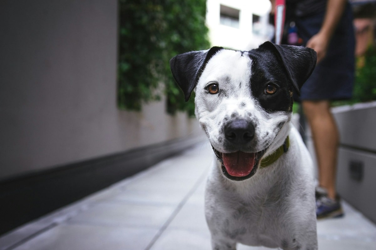Assurance chien chat : un bon calcul ou une dépense inutile ?