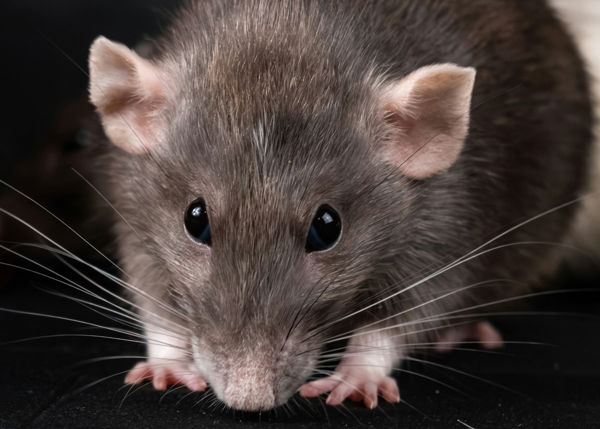 Rats dans les villes : révélations sur une invasion incontrôlable