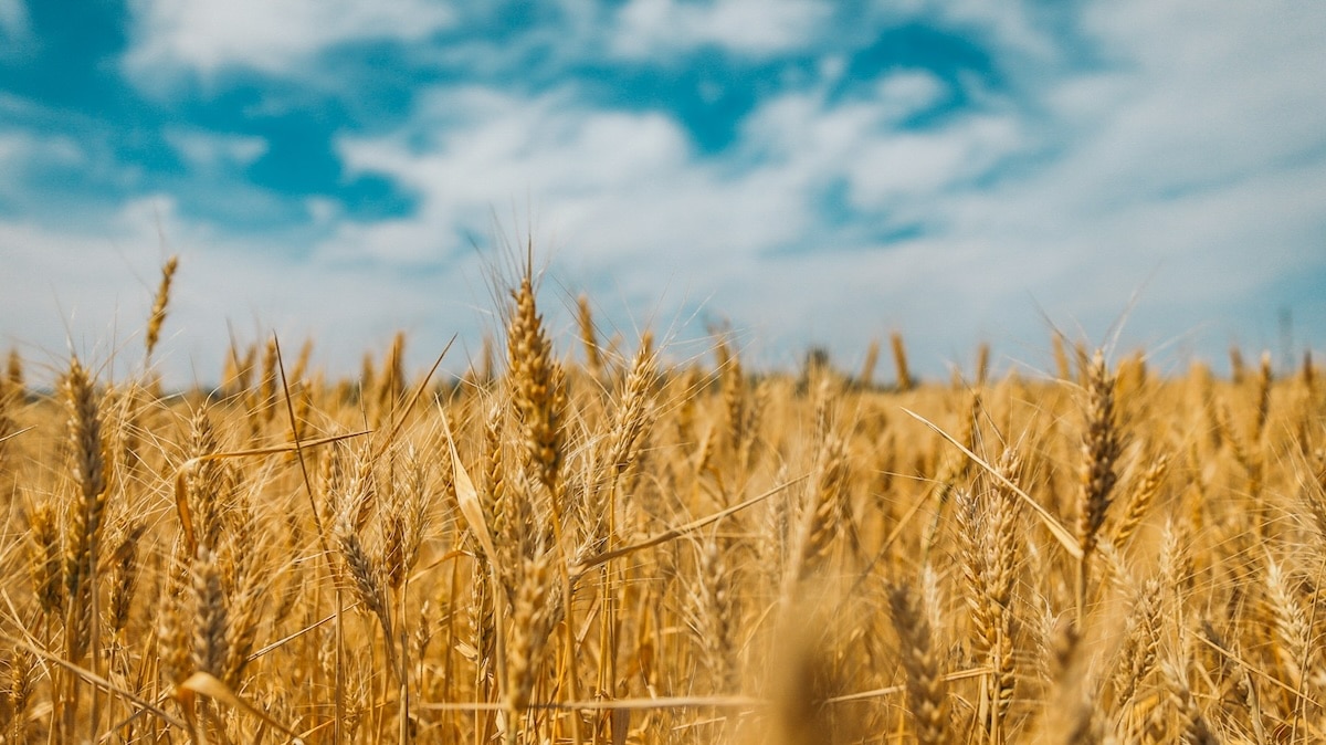 Abu Dhabi investit dans les légumes Limagrain