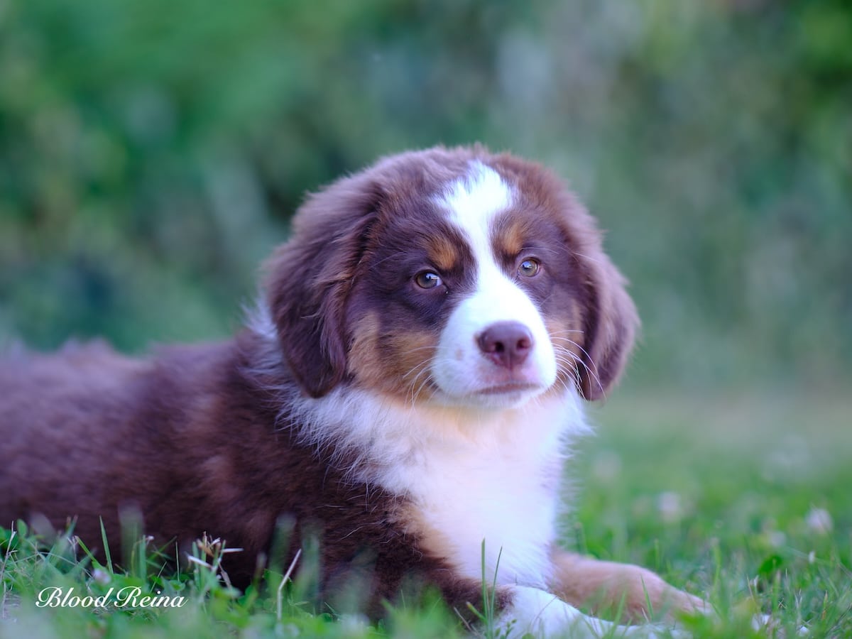 Élevages Canins Professionnels vs Particuliers : Pourquoi les Vrais Experts Disparaissent