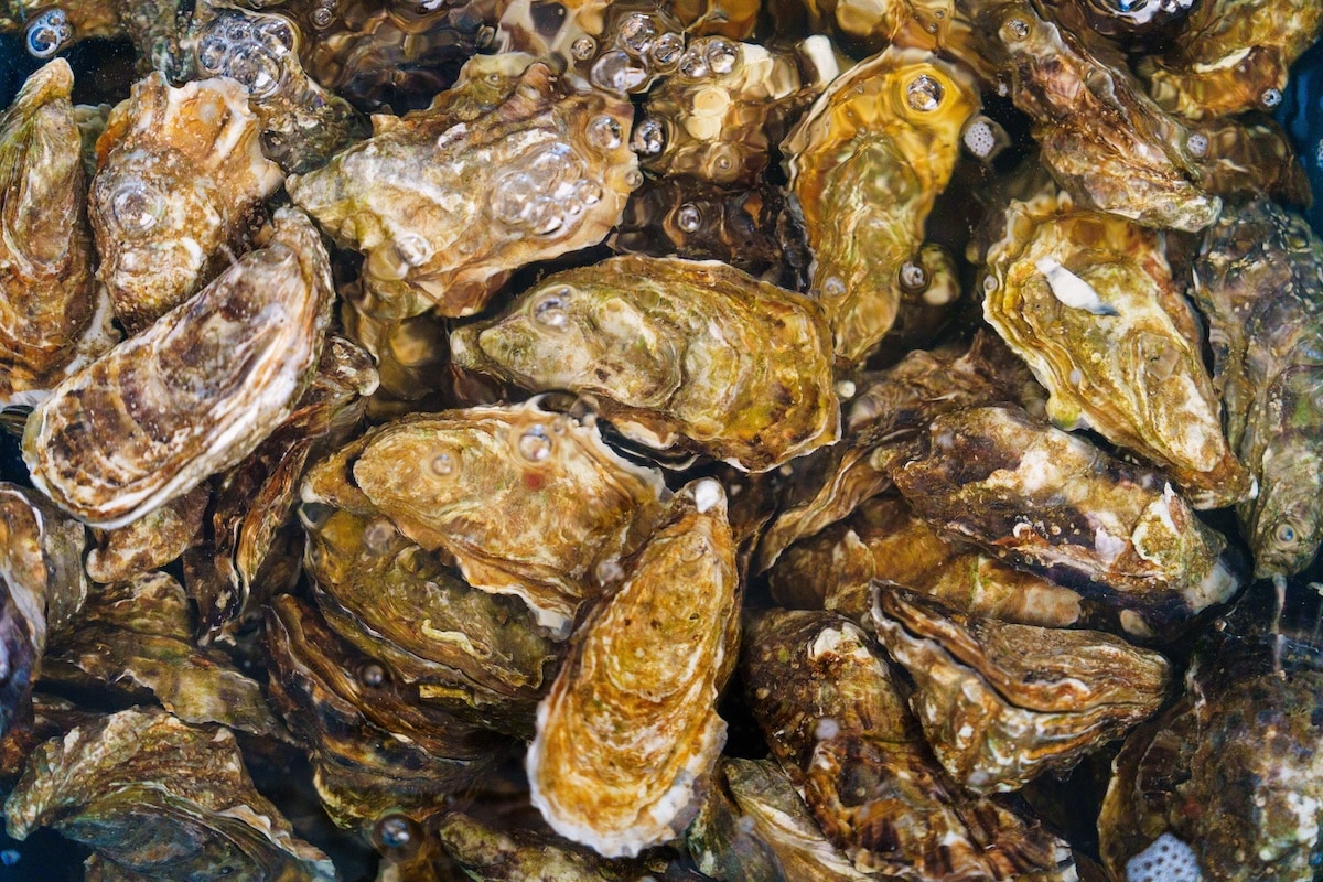 Ostrea, la start-up bretonne qui veut imposer la coquille d’huître comme matériau industriel